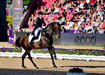 dressage
granprix special
Keywords: nanna skodborg merrald;bh  zack;blue hors zack