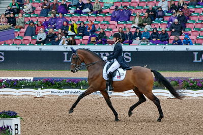 Dressage
grand prix de drassage team championship
Keywords: pt;trude k hestengen;christianslund furstino