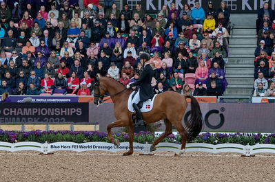 dressageg
grand prix de drassage team championship
Keywords: pt;daniel bachmann andersen;marshall-bell