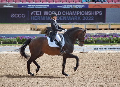 Dressage
grand prix de drassage team championship
Keywords: pt;nanna merrald rasmussen;bh zack