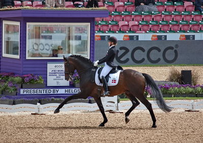 Dressage
grand prix de drassage team championship
Keywords: pt;nanna merrald rasmussen;bh zack