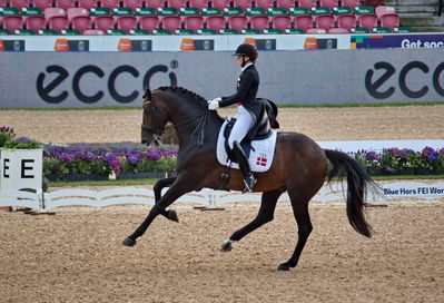 Dressage
grand prix de drassage team championship
Keywords: pt;nanna merrald rasmussen;bh zack