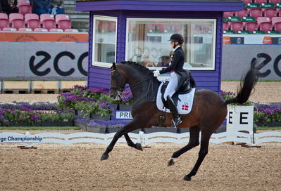 Dressage
grand prix de drassage team championship
Keywords: pt;nanna merrald rasmussen;bh zack