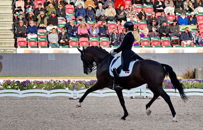 Dressage
grand prix de drassage team championship
Keywords: pt;carina cassøe krüth;heiline's danciera