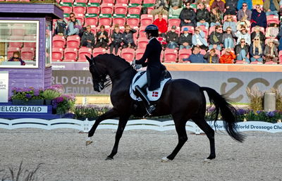 Dressage
grand prix de drassage team championship
Keywords: pt;carina cassøe krüth;heiline's danciera