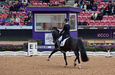 dressageg
grand prix de drassage team championship
Keywords: pt;isabel freese;total hope old