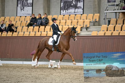 Blue Hors
dressage 5 års
Keywords: kathrine springborg;springborgs abiza