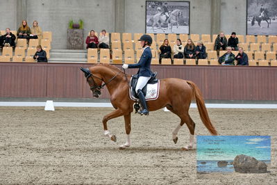 Blue Hors
dressage
Keywords: helena b hansen;lindegaards donkey dancer