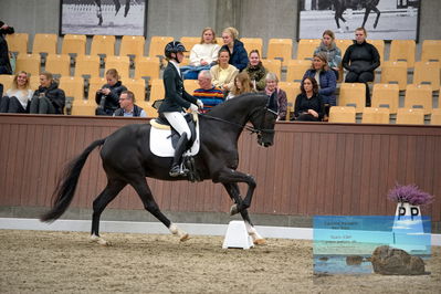 Blue Hors
4 års finale dressur
Keywords: michaela navrsted;freddie