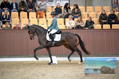 Blue Hors
4 års finale dressur
Keywords: anna zibrandtsen;remember me dwb