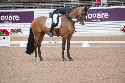 CDI1 Lilla Rundan Intermediaire I presented by Novare
Keywords: dressur;falsterbo;susanne barnov;skovdals dexter
